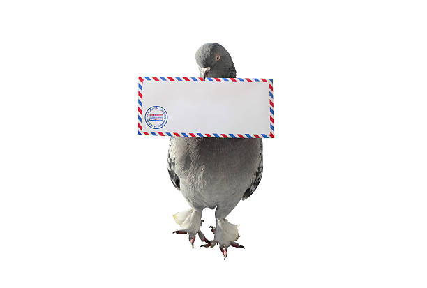 istock Pigeon Carrying Air Mail Envelope White Background 626354454