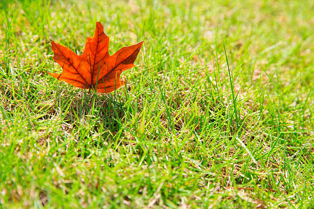 Single red leaf fallen on green grass stock photo