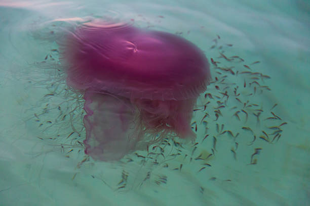 Rare species of jellyfish "Pink Meanie" stock photo