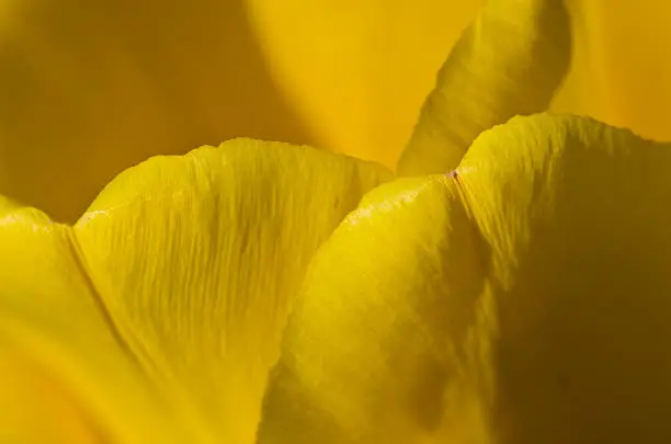 Photo of Nature Abstract:  Enveloped in Golden Folds of Yellow Tulip Petals