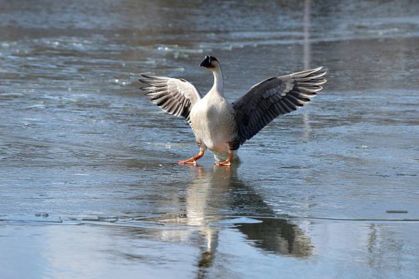 Chinese goose Chinese goose chinese goose stock pictures, royalty-free photos & images