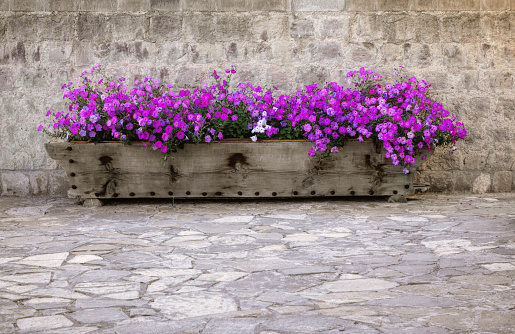Purple flowers in wooden container on paved street