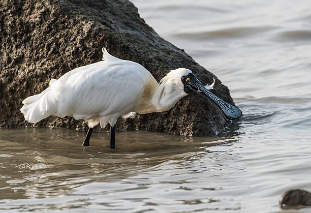 istock Black-faced Spoonbill in shenzhen China, 626367806