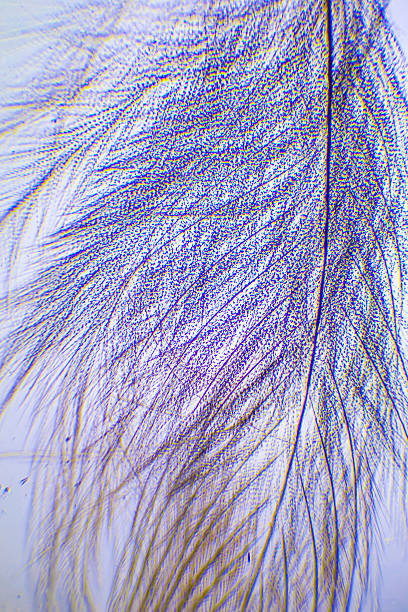 microscopic image of bird feather - small plant cell high scale magnification cell imagens e fotografias de stock