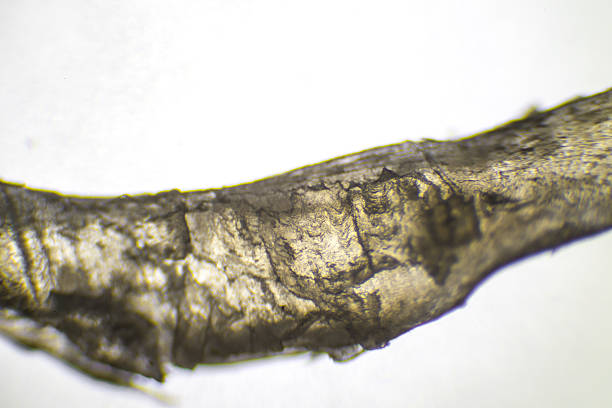 микроскопическое изображение части человеческого ногтя - high scale magnification green selective focus horizontal стоковые фото и изображения