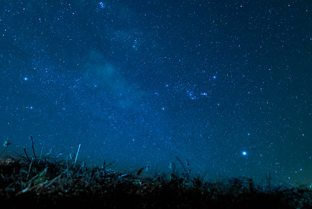 silhouette of grass on night sky background