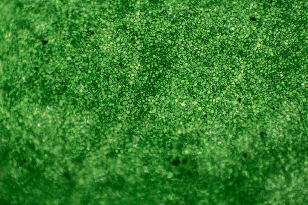 microscopic image of leaf - small plant cell high scale magnification cell imagens e fotografias de stock
