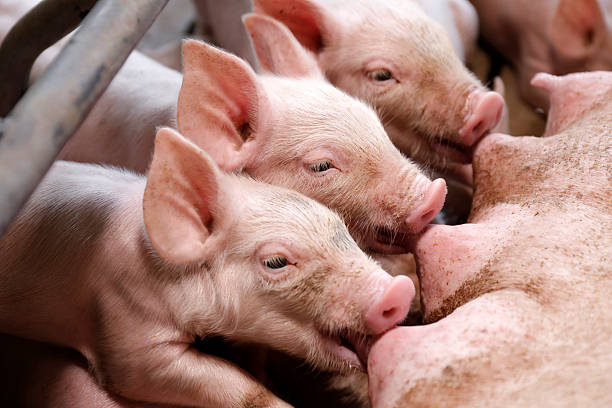 istock Little piglets suckling their mother 626372386