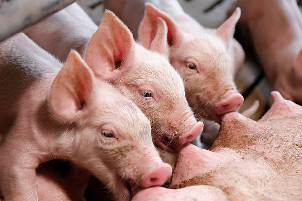 istock Little piglets suckling their mother 626372490
