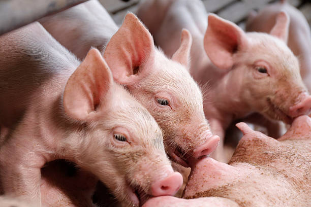 istock Little piglets suckling their mother 626372524