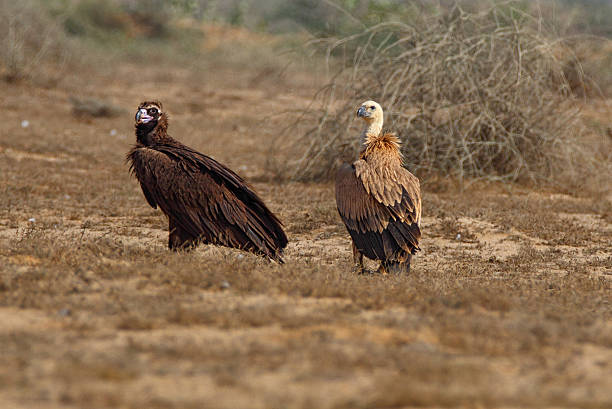 cinerous and griffon vultures in a shot - griffon vulture imagens e fotografias de stock