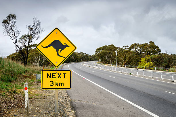 placa de estrada canguru no sul da austrália - kangaroo animal australia outback - fotografias e filmes do acervo