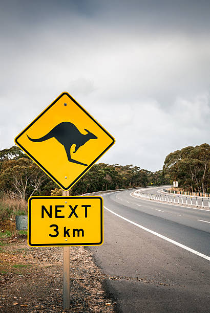 istock Kangaroo road sign in South Australia 626373130