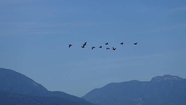 istock Flying Flock of birds 626373190