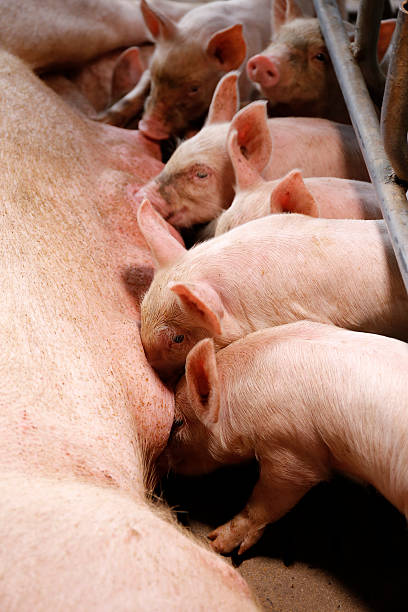 istock Little piglets suckling their mother 626373676