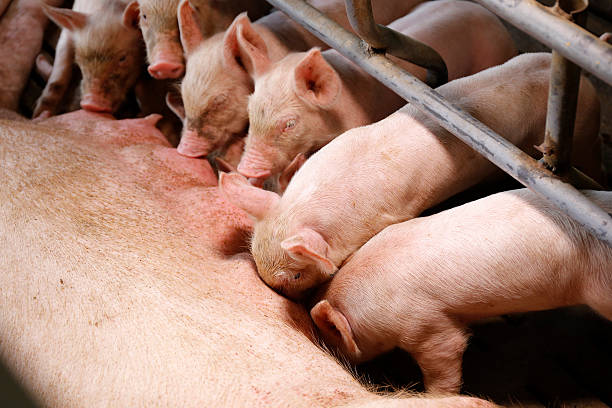 istock Little piglets suckling their mother 626373778