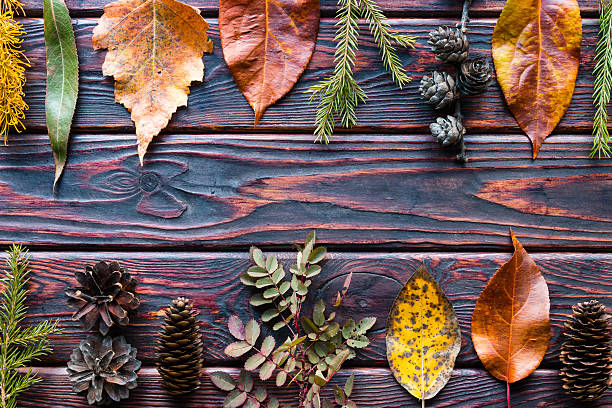istock autumn leaves, cones and branches on a wooden background 626374736