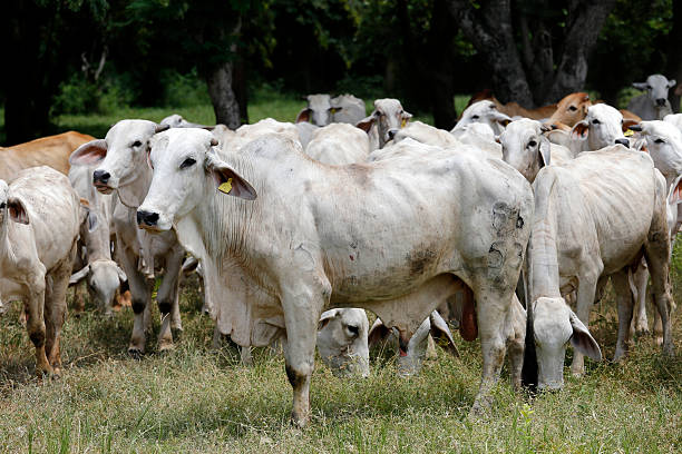 istock Brahman cow at a cattle farm 626375108