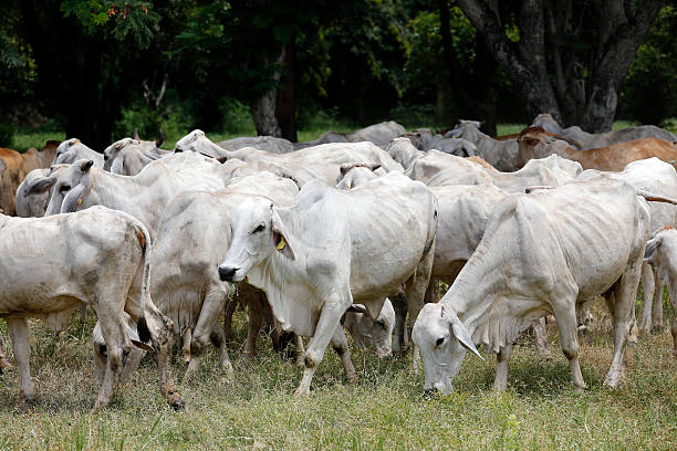 istock Brahman cow at a cattle farm 626375290