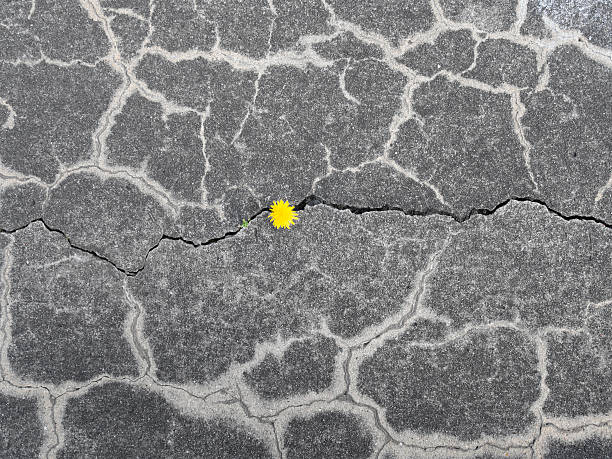 istock Nature reconquers concrete pavement 626375382