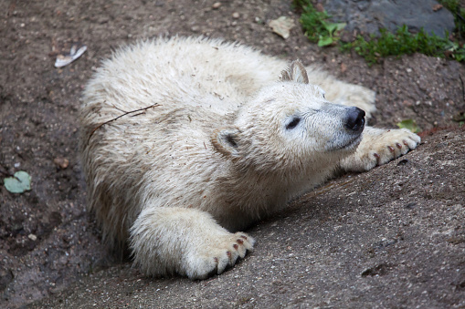 Six-month-old polar bear (Ursus maritimus).
