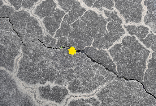 A little yellow dandelion flower is penetrating through a crack in the weathered gray concrete pavement