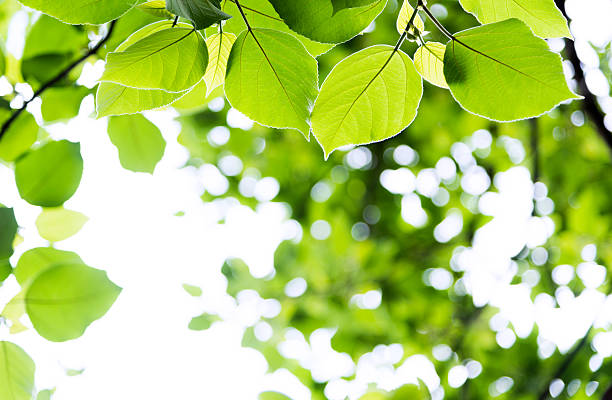 istock Fresh green leaves in springtime 626375440