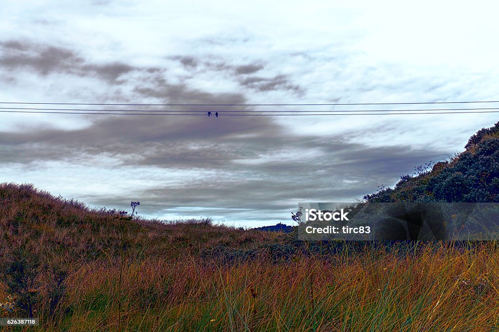 Welsh Crow Two Crows On Wire At Sunset Stock Photo - Download Image Now - Bird ...