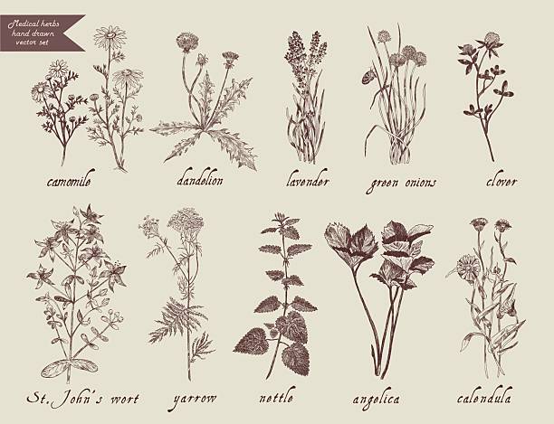 набор медицинских трав. ручная нарисованная конструкция. - chamomile chamomile plant tea herbal medicine stock illustrations