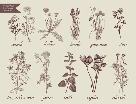 Medical herbs set. Hand drawn design. Vector