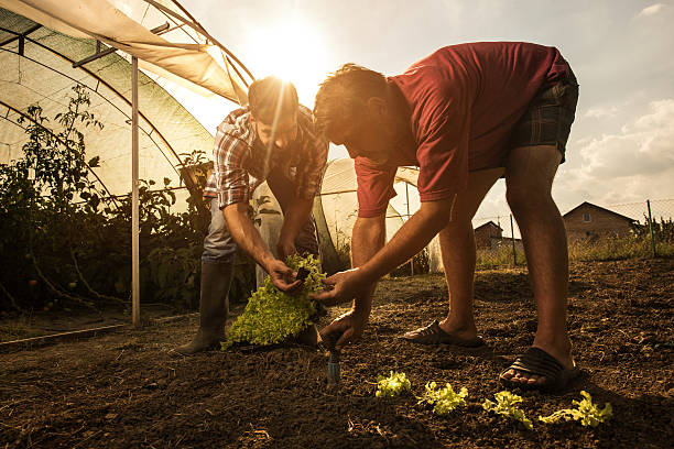 농장에서 양상추를 파종하는 동안 농장 근로자들이 협력합니다. - farmer farm family son 뉴스 사진 이미지