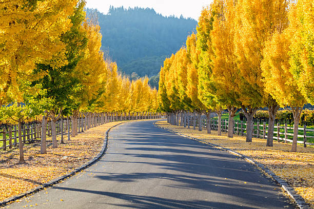 gelbe ginkgo-bäumen auf road lane in napa valley, kalifornien - vineyard napa valley field in a row stock-fotos und bilder