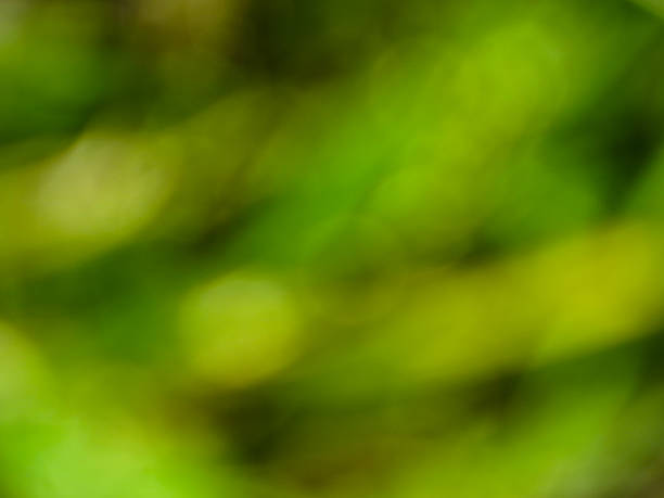 istock Abstract blured green background. Natural texture 626388408