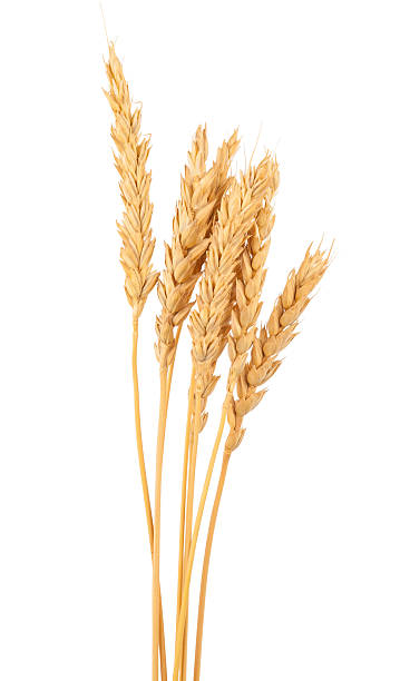 istock Ears of wheat 626394942