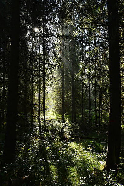 istock Beams of morning sunlight in a deep, dark forest 626396170