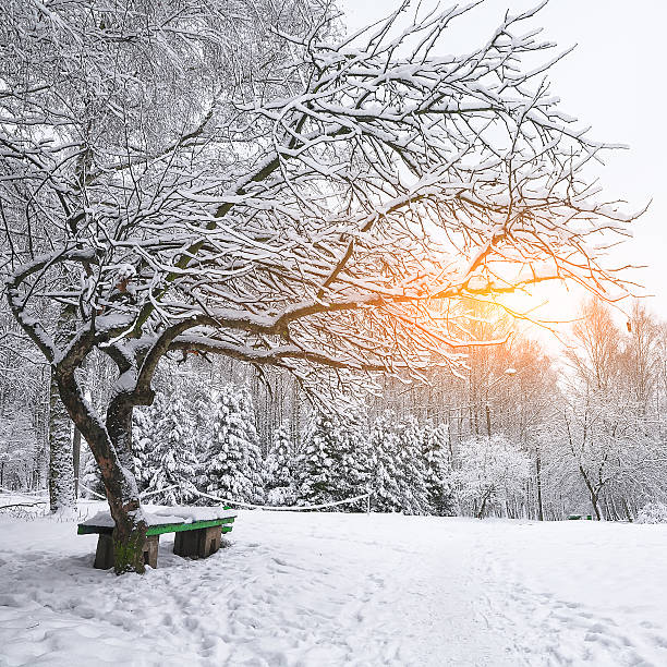 istock Park bench and trees covered by heavy snow 626397284