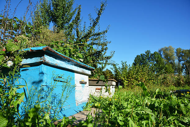 Wooden Blue Beehives. Natural Beekeeping in Your Backyard Against Blue Sky.