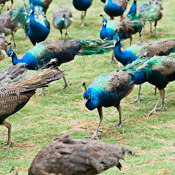 istock Group of peacocks walking on the lawn 626397448