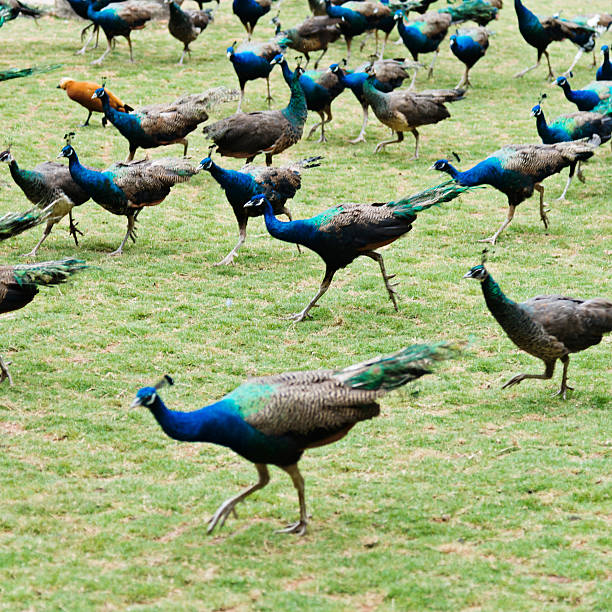 istock Group of peacocks walking on the lawn 626397758