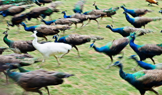 Group of peacocks walking on the lawn.