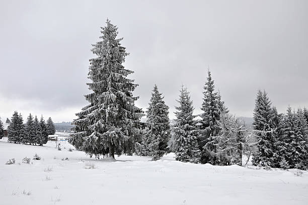 istock Fairy winter landscape with fir trees 626397908