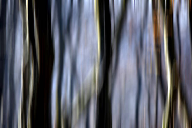istock Abstract motion blur of trees in a forest 626398056