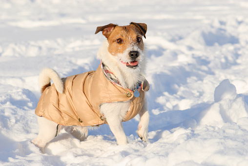 Jack Russell Terrier posing and demonstrating winter apparel