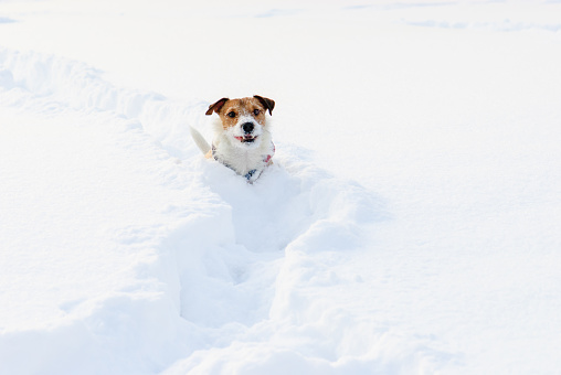Jack Russell Terrier running through winter field