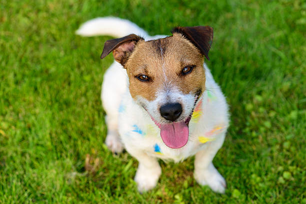 istock Happy, contented dog smiling and looking up into camera 626398246