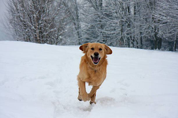 istock Golden Retriever Running In Snow 626398248