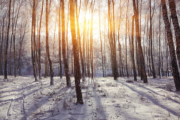 istock Beautiful winter sunset with trees in the snow 626398844