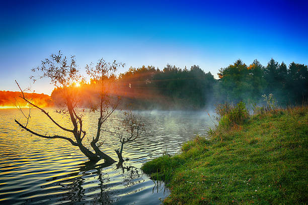 istock Lonely tree growing in a pond at sunrise 626399174