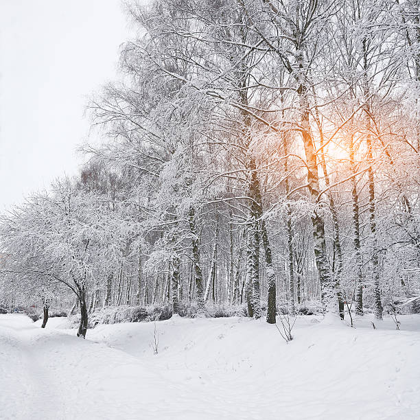 istock Snow-covered trees in the city park. 626399626
