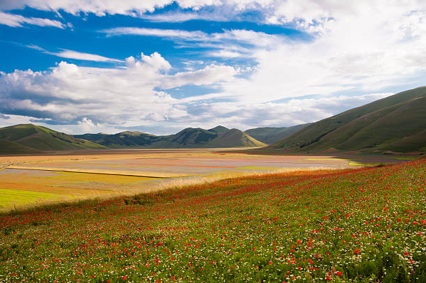 istock Field of flowers 626399690